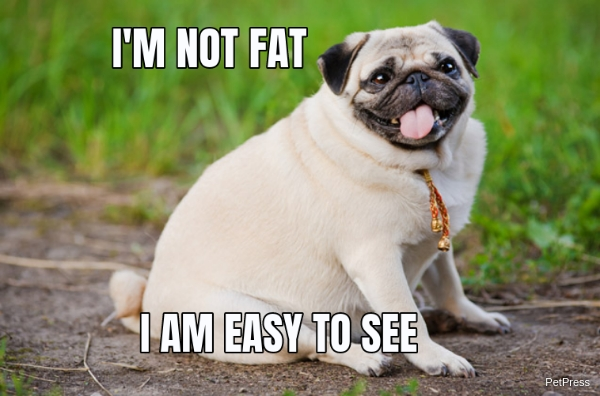 Is Your Pet Obese? Check Our Guide On Pet Weight Loss