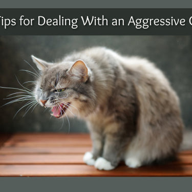 5 Tips For Dealing With An Aggressive Cat