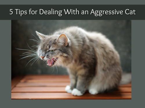 5 Tips For Dealing With An Aggressive Cat